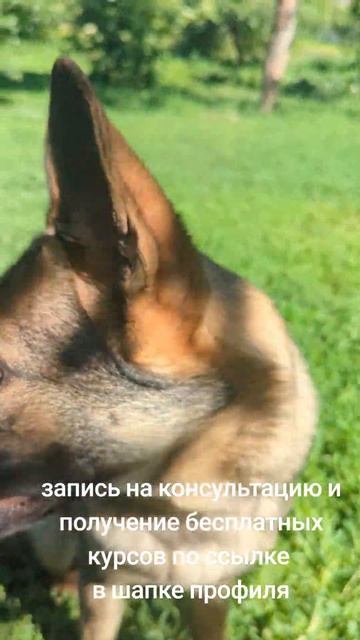 Какая лучшая порода для охраны двора ? собака для охраны?