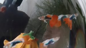 Гуппи Берлинские