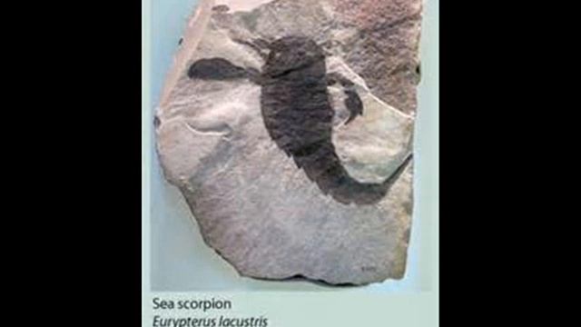 FASCINATING FOSSILS: THE AMAZING EURYPITRID SEA SCORPION FROM SAGINAW MICHIGAN
