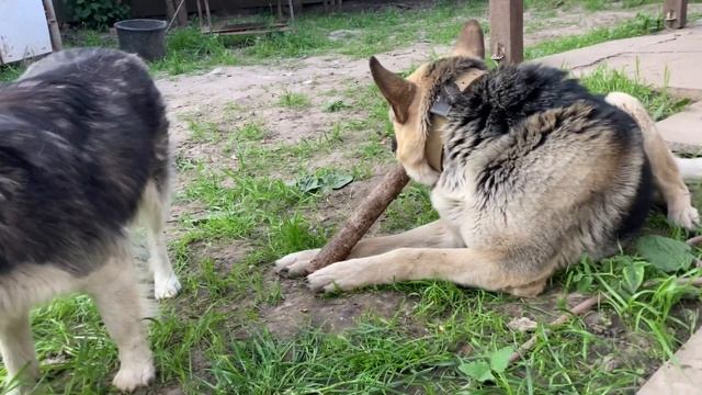 Наша Айза хочет украсть палку у Эрика | ВЕО и Хаски 🐶 смотреть онлайн