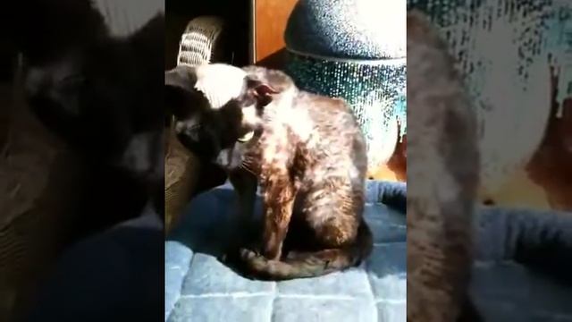 Puk in the sun смотреть онлайн