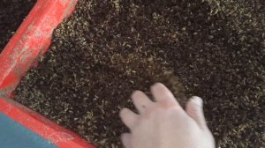 Выращивание чёрной львинки на пивной дробине