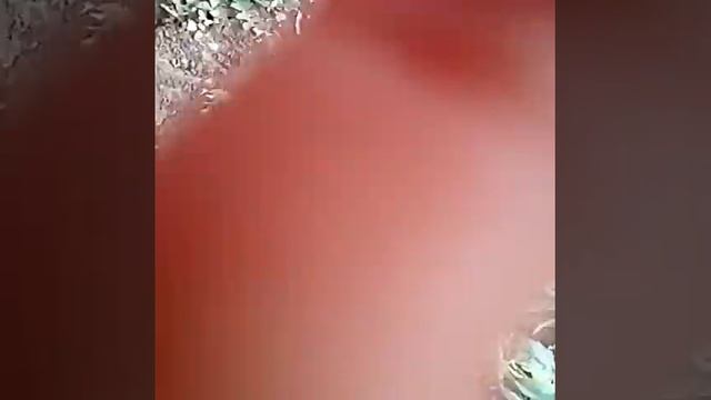 Там живут еноты))) смотреть онлайн