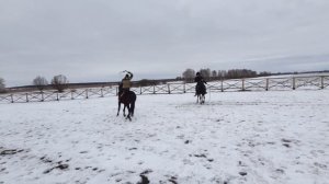 Лошади для джигитовки. спецэффекты. Кони должны быть безстрашные.