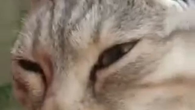 Замурчательный век 70 серия Неудача Мяты💎 смотреть онлайн