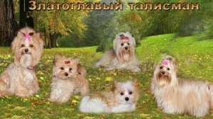 VID 20230605 054044    Голддаст йорки  щенки. Развлекаемся.