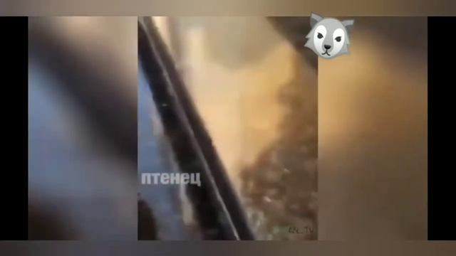 Приколы с животными!!!#4 смотреть онлайн