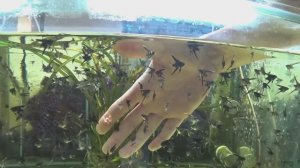 Начала пропадать Скалярия, травник и снова пересадка Тернеции. Будни Аквариумист