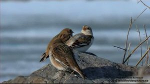 Wild Beauty: Snow Buntings.