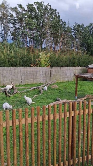 Кто они такие ??? #кенгуру #клаканы #лайк #подписка смотреть онлайн