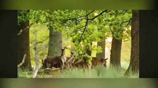 мир животных #The animal world# смотреть онлайн