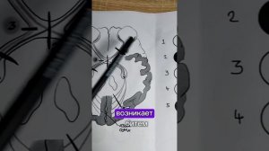 За что отвечает человеческий мозг?