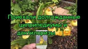 Получены долгожданные башмачки и дактилоризы👍🤗