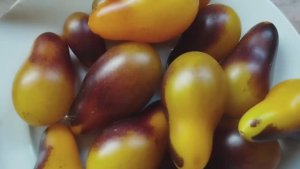 ТОМАТЫ. Мелкоплодные сорта томатов