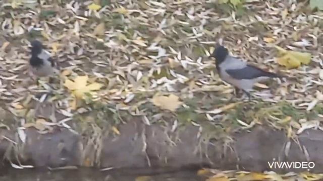 ВОРОНЫ и УТКИ/Забавные моменты смотреть онлайн