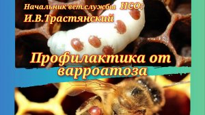 Системный подход при планировании мероприятий против варроатоза пчёл на территории Новосибирской обл