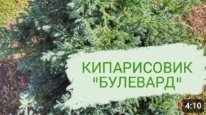 В "МОЖЖЕВЕЛОВОМ САДУ" ПРЕКРАСНО РАСТУТ КИПАРИСОВИКИ ГОРОХОПЛОДНЫЕ "БУЛЕВАРД"