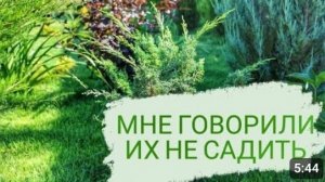 КАКИЕ МОЖЖЕВЕЛЬНИКИ МНЕ СОВЕТОВАЛИ НЕ САДИТЬ. 18.08.2023г.