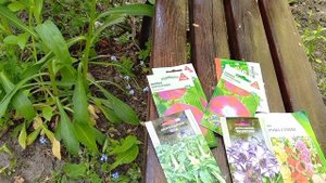 Буду сеять дурман..Датура.Ядовитый цветок,и я его хочу.Наперстянка ведь тоже ядовитая...