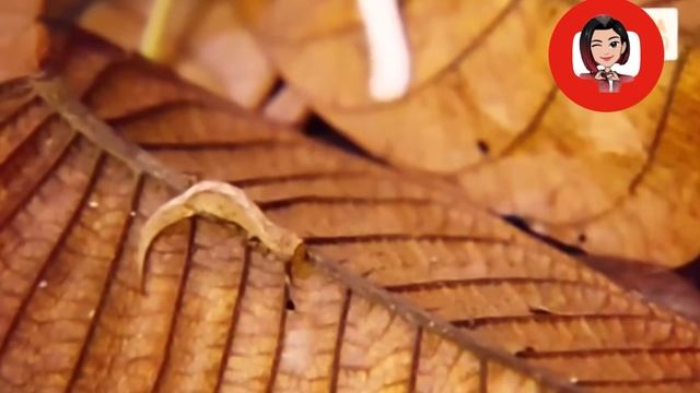 O menor animal do mundo Camaleão Brookesia - The Smallest animal in the world chameleon Brookesia смотреть онлайн
