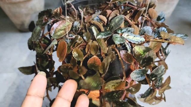 Trailing Watermelon Begonia Caring Tips (Pellionia Repens) | Hindi/Urdu
