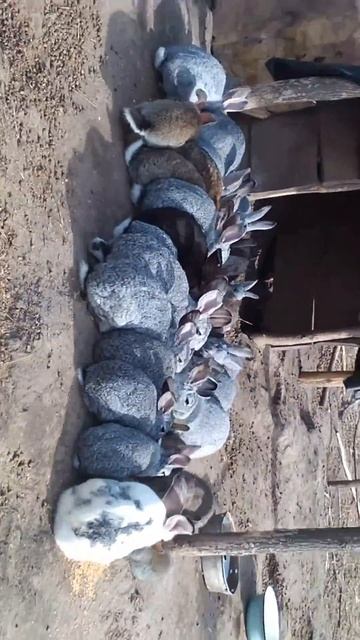 содержание кроликов в вольере смотреть онлайн