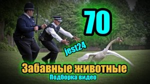 Забавные животные / Подборка видео №70