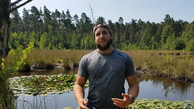 #19 Aldrovanda vesiculosa an diesem Standort wächst sie noch | Fleischfressende Pflanze | Green Jaw смотреть онлайн