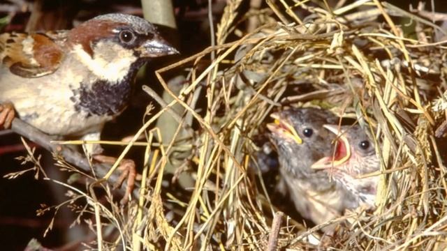 Голубица счастья смотреть онлайн