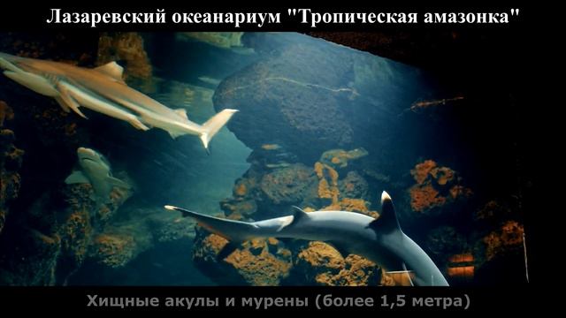 Океанариум в Лазаревском смотреть онлайн