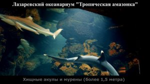 Океанариум в Лазаревском