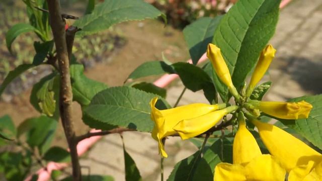 Tecoma stans yellow bells смотреть онлайн