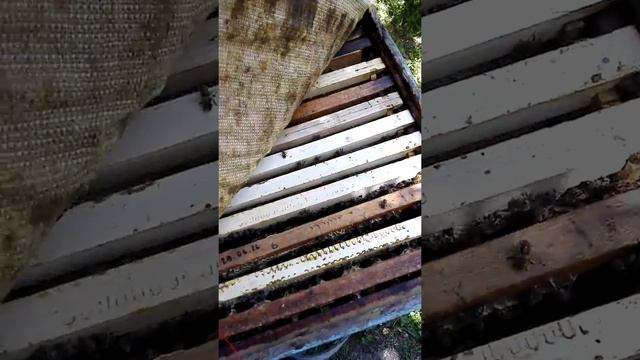 Исправления трутовой семьи. смотреть онлайн