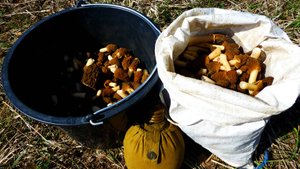 Сказочные поляны Сморчков! Тихая охота за весенними грибами в Самарской области