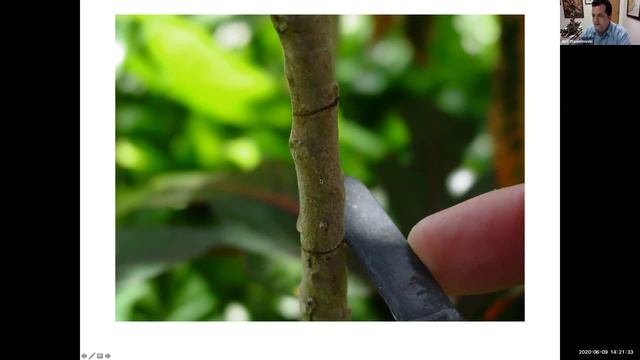 Tropical Fruit Tuesdays: Propagation by Air-layering