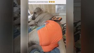 Приколы: Мам, а Карлсон вернётся?