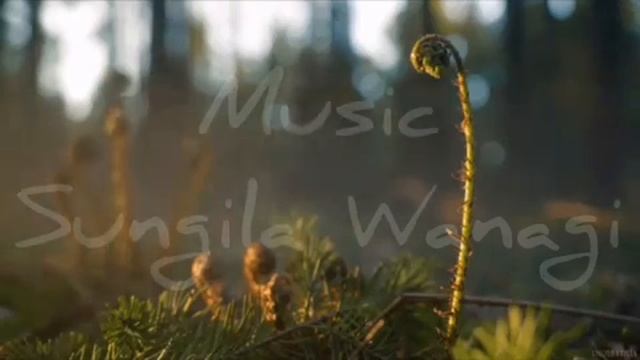 Fern