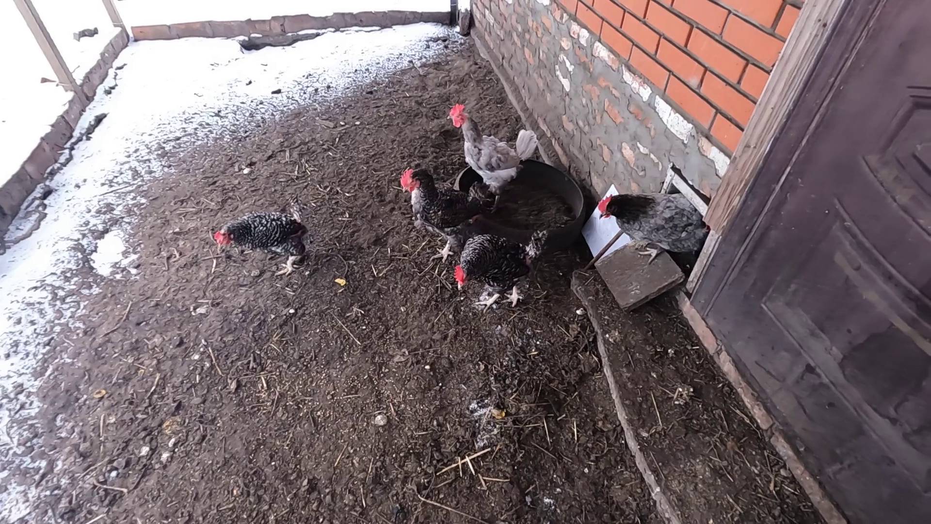 Мои курочки.