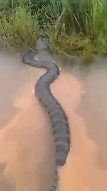 A giant snake ...Un serpent géant ...Uma cobra gigante ...Гигантская змея... смотреть онлайн