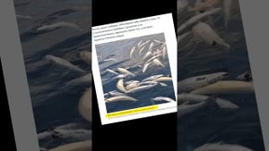 В Норвегии массово гибнет лосось. И поступает в продажу в замороженном виде