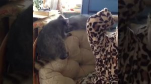 Best funny moments with raccoons. Самые смешные видео с нашими енотами. Дом Енота. Милые еноты