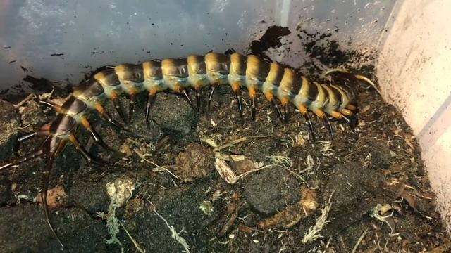 Scolopendra subspinipes or scolopendra dehaani? Which have you got! смотреть онлайн