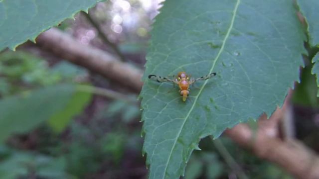 Acidia cognata (coltsfoot fly) new record for North America смотреть онлайн