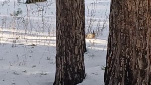 Маленькая да удаленькая!
