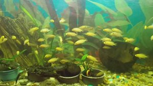 Лабидохромис Еллоу