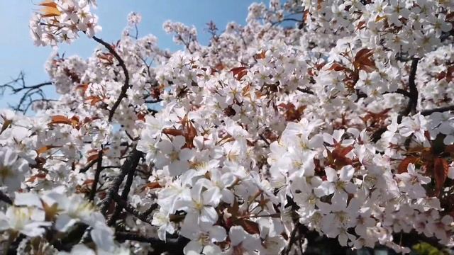 Храм Ueno Toshogu Shrine, Уэно, Токио смотреть онлайн