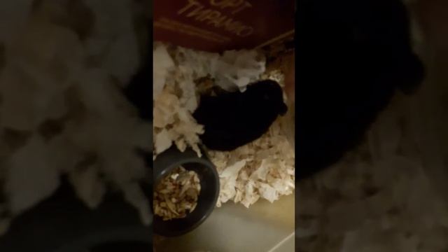 орущий хомяк смотреть онлайн