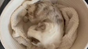 Щенок Аусси