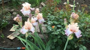 Ирис бородатый CAMEO MINX.