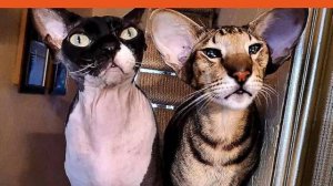 Лучше котодрома, только дополнение к существующему котодрому ))